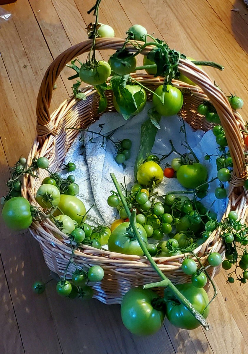 It is a green tomatoes kinda day