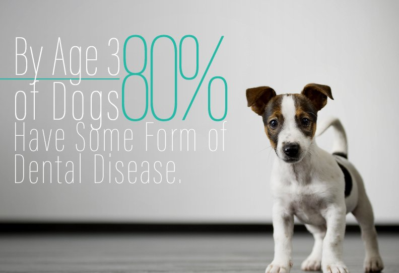 SienaDentalLV's tweet photo. Remember, our furry friends need dental care too!
#DentalCareFact
https://t.co/GYEcnNKf7m https://t.co/5mPiMmRSMj