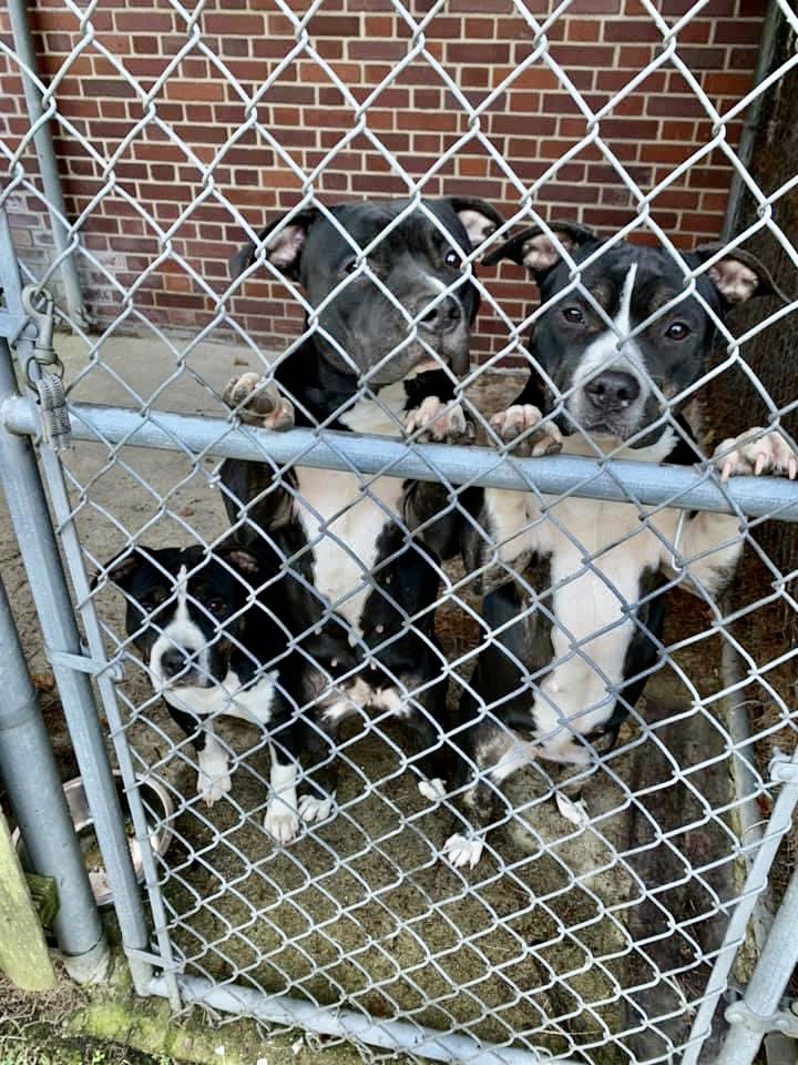 Does anybody know these 3 cuties? Found earlier this morning on North’s Street near the White Plains border. After a brief stay at Police Headquarters, they were turned over to the Westchester Humane Society/ New Rochelle. #harrisonpdny