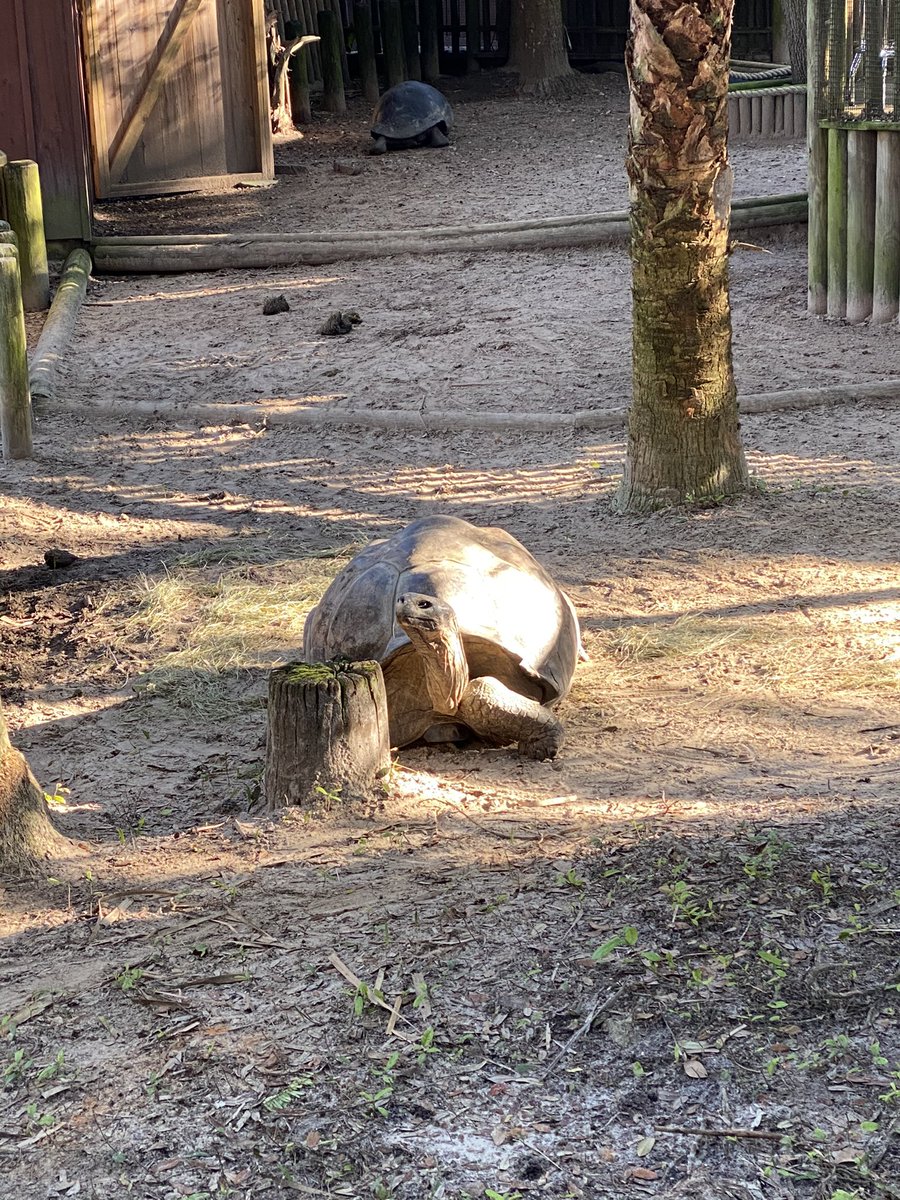 MerciBeauColie's tweet photo. @TrueCrimeObsess @GillianWithaG @patrickhinds I took my kids to a zoo on vacation and all I could think about was “you in danger girl” https://t.co/jSCdJkwJ88