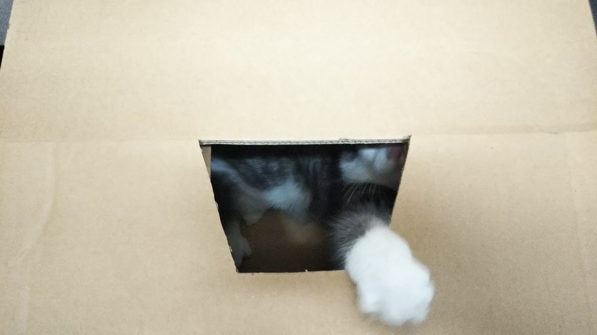 猫俳句大賞 hashtag on Twitter