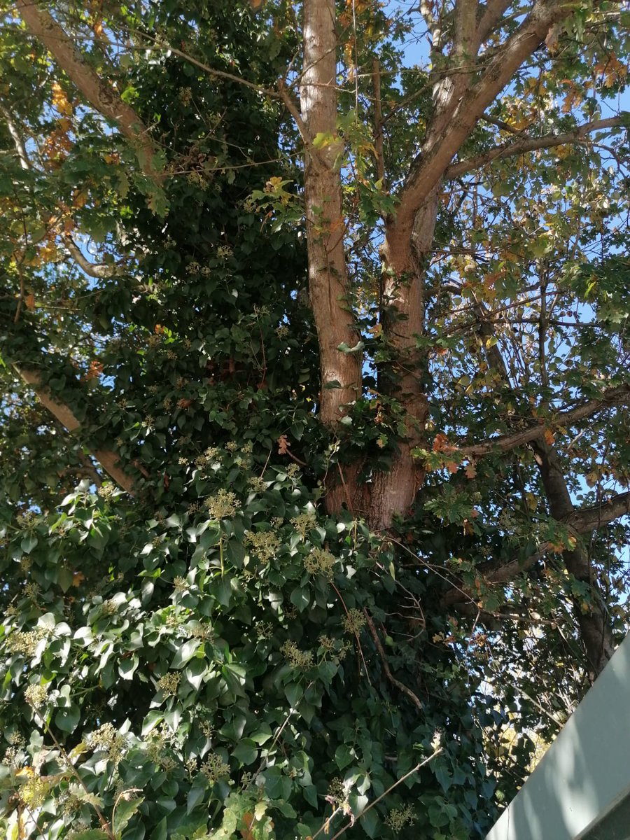 brentlodge's tweet photo. Can you help us. We are looking for a lovely tree surgeon to reduce 3 trees close to animal enclosures for free. The work is important but the funds spent on reducing the trees could be spent on essential animal care. If you think you can help please call Darren on 01243 641672. https://t.co/uKBRfC0BuU