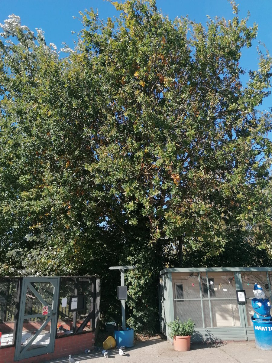 brentlodge's tweet photo. Can you help us. We are looking for a lovely tree surgeon to reduce 3 trees close to animal enclosures for free. The work is important but the funds spent on reducing the trees could be spent on essential animal care. If you think you can help please call Darren on 01243 641672. https://t.co/uKBRfC0BuU