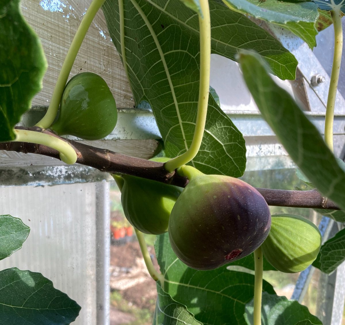 janet_t_55's tweet photo. ...more figs on the way...☺️
#AllotmentLife #Greenhouse #FigWatch #GYO #GIY https://t.co/cOIn5cD8ka