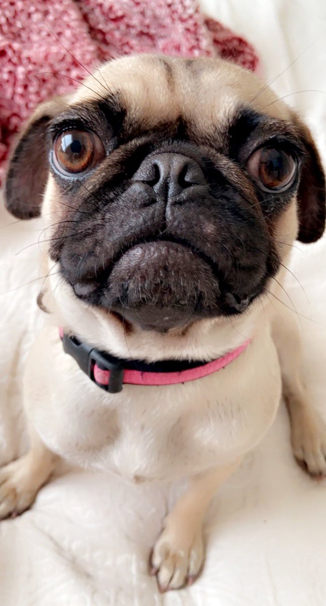 It’s national pug day 
🥰 #nationalpugday