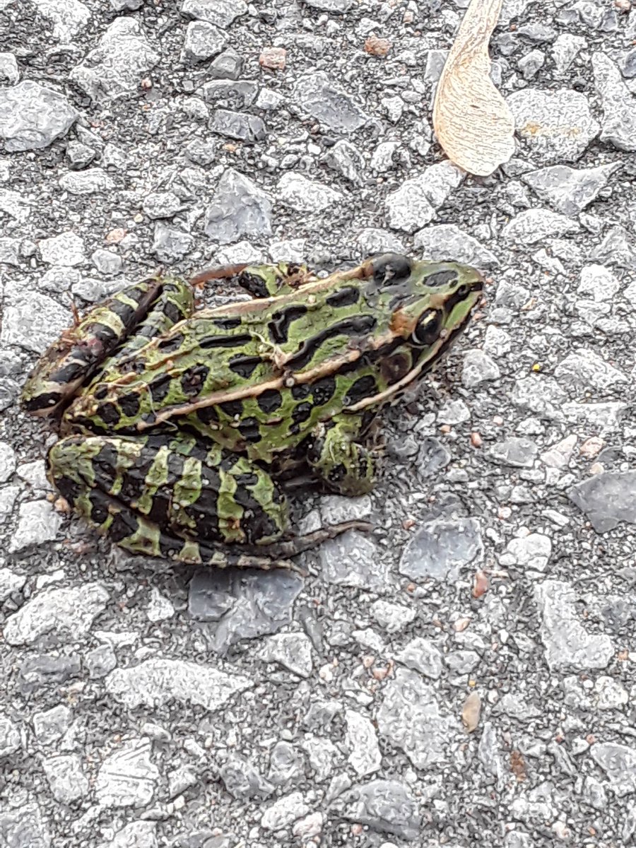 edp_stphilip's tweet photo. Our friend C found the frog this morning on the pavement. We observed the frog and our friend Jacob took the frog to the fence, so the frog wouldn't get stepped on. @StPhilipOCSB #froghunting https://t.co/6pK2L7vGUS