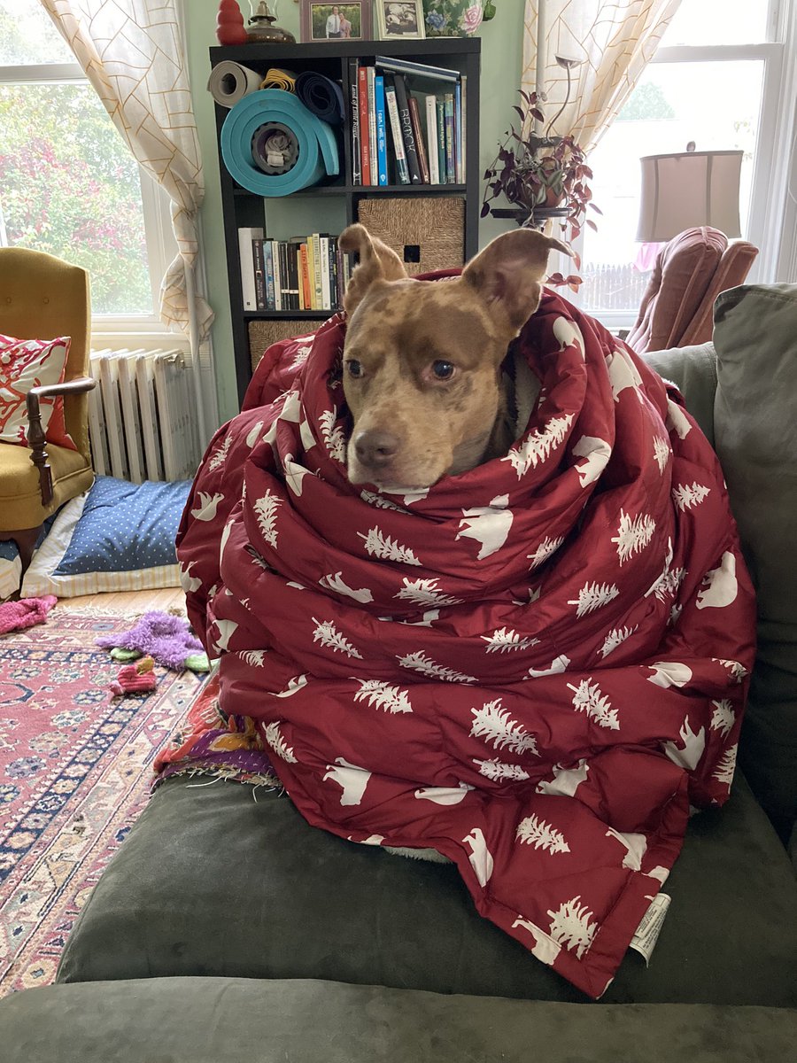 MegMunkacsy's tweet photo. #PetsInSTEM
Meet Maple, my 4 year old pit/Catahoula mix who is the sweetest sweetie. She loves car rides, visitors, and sprinting.
And my newest addition, Hobbes, who is a Husky/Aussie mix puppy. He loves bones, peeing, and his big sis. https://t.co/FNZOUTyQ92