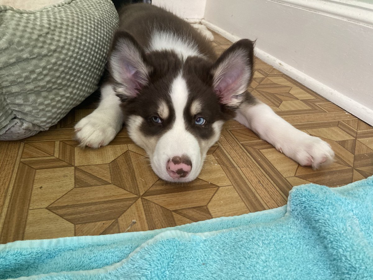 MegMunkacsy's tweet photo. #PetsInSTEM
Meet Maple, my 4 year old pit/Catahoula mix who is the sweetest sweetie. She loves car rides, visitors, and sprinting.
And my newest addition, Hobbes, who is a Husky/Aussie mix puppy. He loves bones, peeing, and his big sis. https://t.co/FNZOUTyQ92