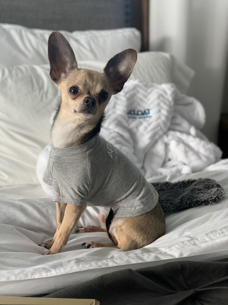 AfloatSleep's tweet image. Dogs sleep an average of 14 hours each day! Make sure your furry friend is getting the best rest possible with Afloat.

#pets #dog #sleepbetter #resting #chill #chilltime #chillvibes #chilling #relaxation #relaxing #relaxtime 

afloatsleep.com