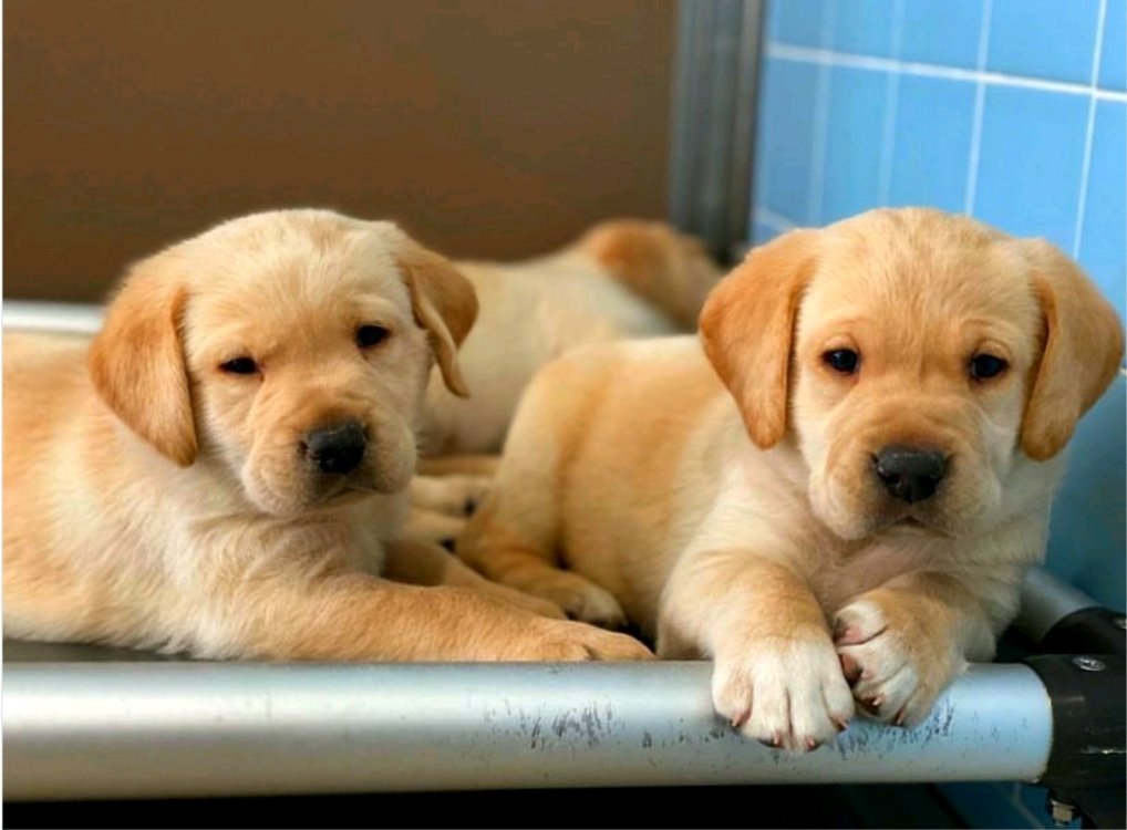 possibletarian's tweet image. Huge #Gratitude to the team of Bobbie, Dublin, and Bella of #ColdNoseNews for showcasing this blog by Dr. Khodakhah VMD onthe importance of understanding GI-Health and Distress-#Diarrhea in #Dogs !