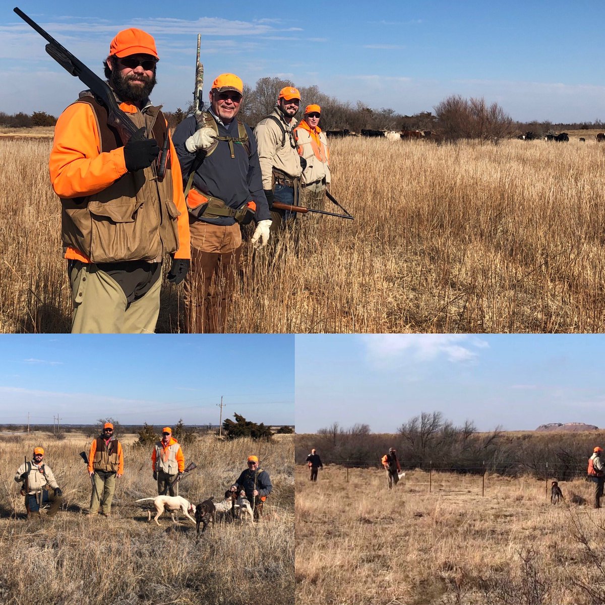 cymoo1's tweet photo. During the 2019 #Quail Season hunting our #CimarronRiver bottom ranch land area with great friends from Alva, #Oklahoma. Nine bird dogs, one was a 6 week old female pup. Great fun! Ready for the new season! #RanchLife #QuailHunt #MajorCounty #WildLife https://t.co/NXHxxNBWCE