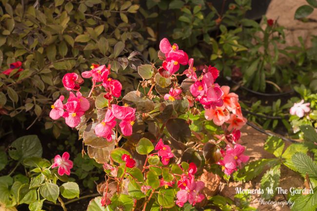 MomentsintheG's tweet photo. My front porch and patio area is starting to look a little bare after dismantling baskets and containers. Luckily I still have my fall planter providing colour plus a few begonias. #frontpatio #fallflowers #frontporch #fallplanter #begonias #momentsinthegardenphotography https://t.co/iVA1TLsuVZ