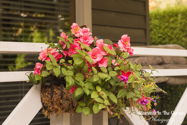 MomentsintheG's tweet photo. My front porch and patio area is starting to look a little bare after dismantling baskets and containers. Luckily I still have my fall planter providing colour plus a few begonias. #frontpatio #fallflowers #frontporch #fallplanter #begonias #momentsinthegardenphotography https://t.co/iVA1TLsuVZ