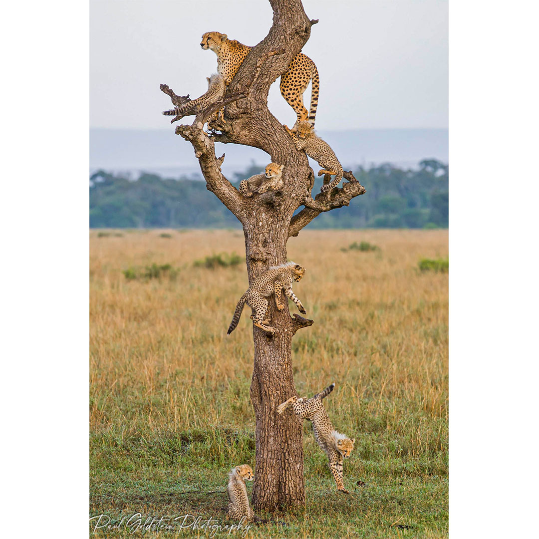 paulgoldstein59's tweet photo. SAVETHECHEETAHS! less than 7100 left in the wild. Help by ordering a copy of Remembering Cheetahs at https://t.co/PcXkTb1iC4
100% of all profits to saving cheetahs
@MargotRaggett Margot has used this image of mine in this year's #RememberingCheetahs book. 
@RemembrWildlife https://t.co/igmyWPF3ea
