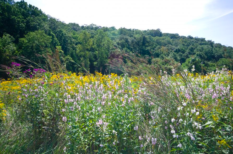 PureAirNatives's tweet photo. Diversity is key to full &amp; showy prairies. If you want the magazine cover photo, high diversity prairies are the ticket. 🌱 We can help you add diversity to your prairie and foster a thriving ecosystem with our custom seed blends. Order yours today ➡️ https://t.co/fIWcgRS8ZD https://t.co/mex9lyBISm