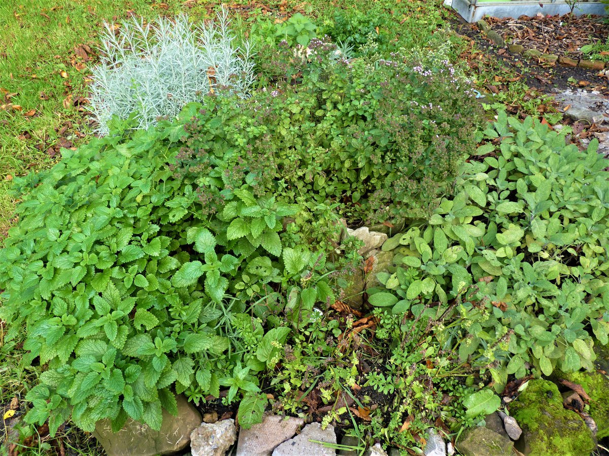 SanjeePerera1's tweet photo. Today, feeling a little overstretched and grey, I am grateful for the herb garden and raised beds here, and gardeners who have gone before, that sowed and tended on beds that nourish and heal. https://t.co/oMKRfjHTAZ