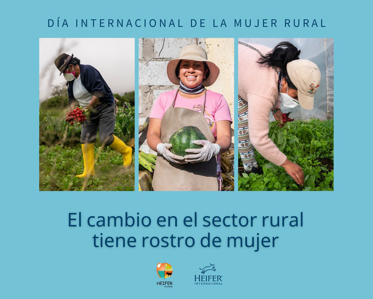 Heifer Ecuador tweet media