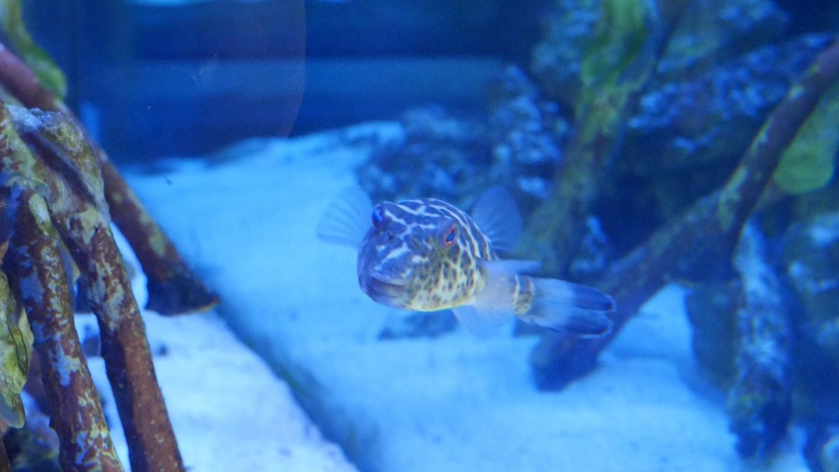 LoggerheadMC's tweet photo. What type of fish is this? Our aquarium experts, Andy and Carter will let you know if you are right and provide a few fun facts about the fish. #fishtrivia https://t.co/2k80hIZsMc