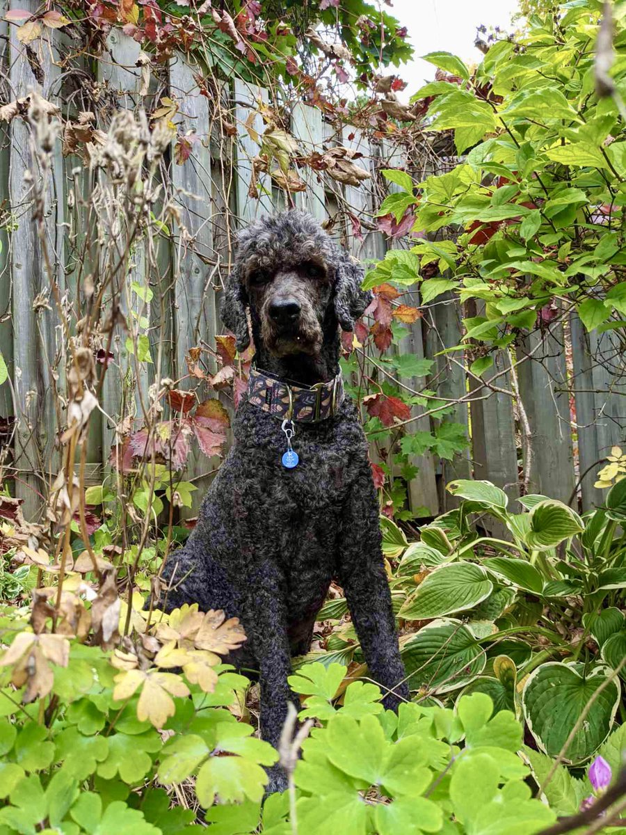 ACDogSquad's tweet photo. 🐾Can you tell how much Luna loves her time outdoors?
🌾Remember to break up your day and get some fresh air! 🍁
#ACDogSquad 

#gooddogs #dogsofottawa #dogsoftwitter #dogs #dogsoutside #freshair https://t.co/p9f6HQvFra