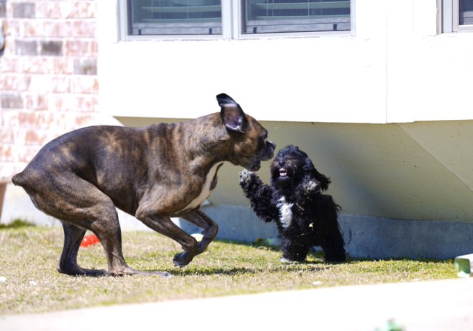 #unflatteringdogphotochallenge  these two 🤍 https://t.co/geYC8muXl9<a href="/tag/unflatteringdogphotochallenge"class="tags">#unflatteringdogphotochallenge</a>
