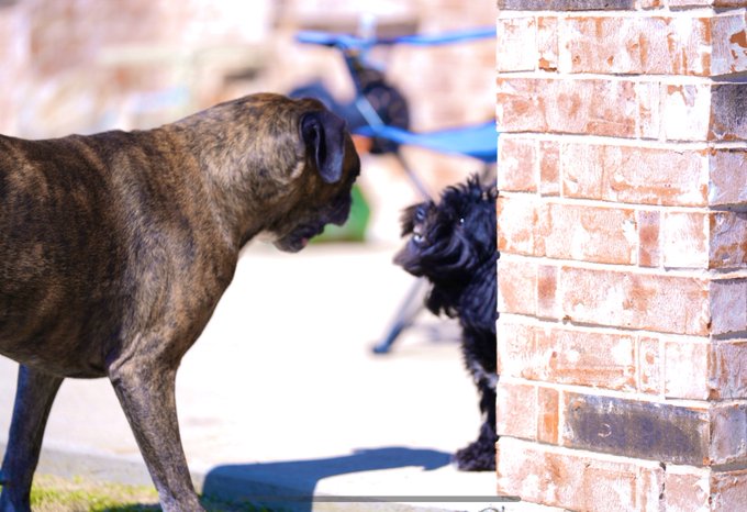 #unflatteringdogphotochallenge  these two 🤍 https://t.co/geYC8muXl9<a href="/tag/unflatteringdogphotochallenge"class="tags">#unflatteringdogphotochallenge</a>