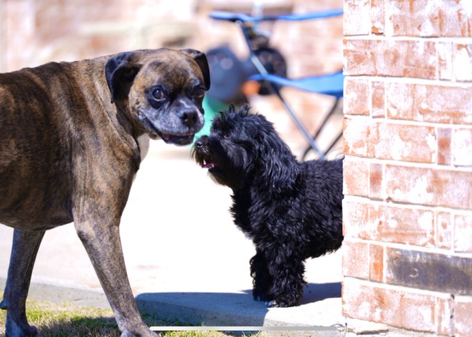 #unflatteringdogphotochallenge  these two 🤍 https://t.co/geYC8muXl9<a href="/tag/unflatteringdogphotochallenge"class="tags">#unflatteringdogphotochallenge</a>