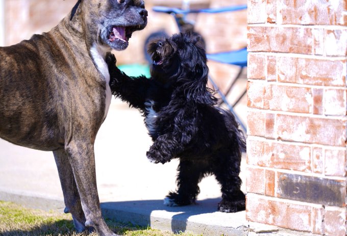 #unflatteringdogphotochallenge  these two 🤍 https://t.co/geYC8muXl9<a href="/tag/unflatteringdogphotochallenge"class="tags">#unflatteringdogphotochallenge</a>