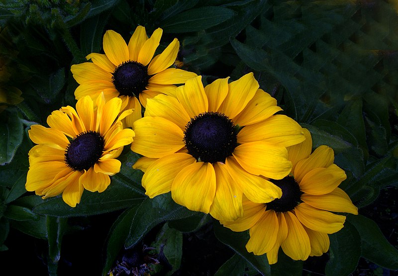 NJSeaGrant's tweet photo. #OFD2020 #spotlight!
The Black-eyed Susan is known for its bright color and long-lasting bloom, which really helps to "cheer up" a garden. Watch our "Seaside Plantings and More" clip, presented by Rutgers Master Gardeners of Ocean County
(@RutgersNJAES): https://t.co/RACLfdxWmD https://t.co/ZF8hsGIjDQ