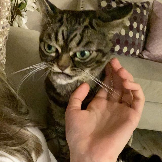 Grumpy_Kitzia's tweet photo. Getting mad they pet me when I am not in a mood.🤷🏽‍♀️ #grumpycat #grumpykitzia #thursdaymorning #ThursdayThoughts #9gag #TheMeowedClub @catsofinstagram https://t.co/7z7V4k05Et