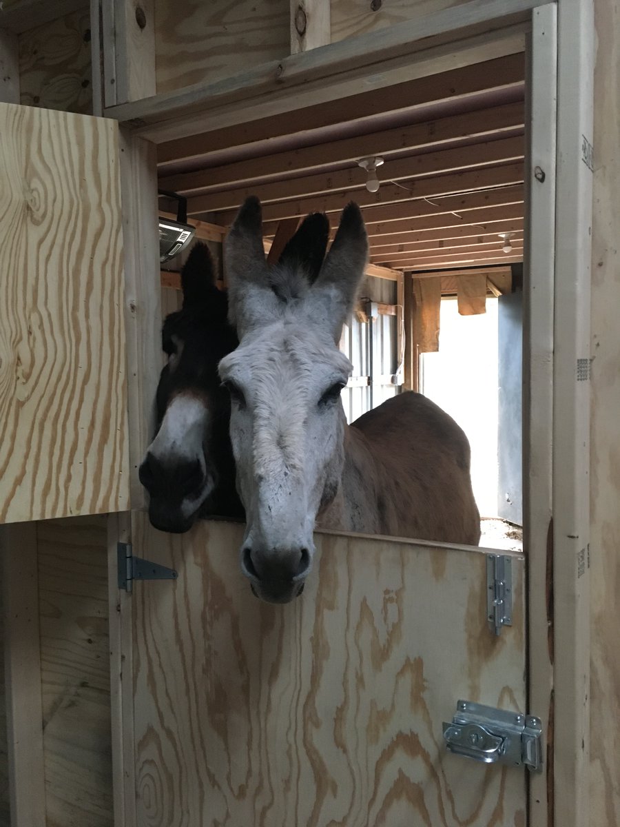 InnovoxAudio's tweet photo. Meet Jethro and Goose - our CEO's rescue donkeys. Do you have any pets? Share your favorite pet photos with us 🐶 🐱 🐹 🐰

#innovoaxaudio #petsofAudio #PetsofAV https://t.co/NBkUD4Acyk