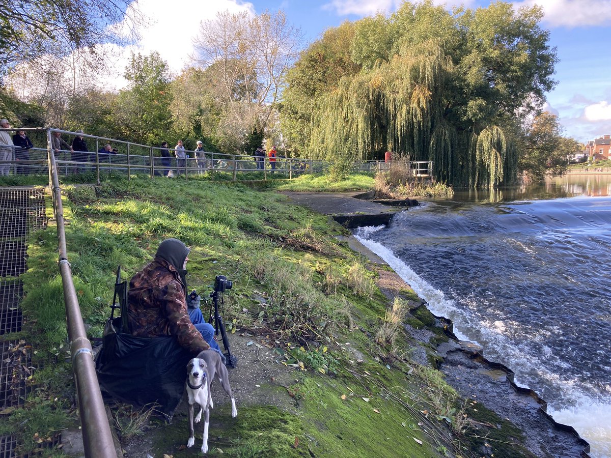 ChrisBaingerEA's tweet photo. Plenty people flocking to #Shrewsbury weir to see the #salmon attempt to struggle past this #BarrierToMigration
Importantly #StaySafe remember #SocialDistancing that’s equal to two large adult salmon lengths apart.
@BBCShropshire @adamgreen30 @ShropshireStar
📸Brian Brookes https://t.co/FtFk3Os5Zw