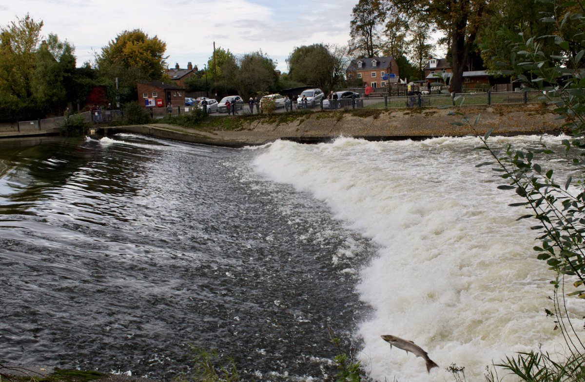ChrisBaingerEA's tweet photo. Plenty people flocking to #Shrewsbury weir to see the #salmon attempt to struggle past this #BarrierToMigration
Importantly #StaySafe remember #SocialDistancing that’s equal to two large adult salmon lengths apart.
@BBCShropshire @adamgreen30 @ShropshireStar
📸Brian Brookes https://t.co/FtFk3Os5Zw