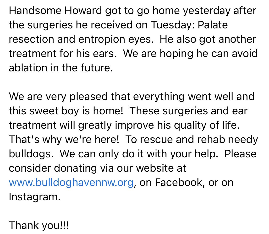 BulldogHavenNW's tweet photo. #Handsome #Howard got to go home yesterday after the surgeries he received on Tuesday: Palate resection and entropion eyes. . 

We can only do it with your help.  Please #considerdonating at https://t.co/gIVYMUULhQ, #Facebook, or Instagram. 

Thank you!
#bulldoghavennw #nonprofit https://t.co/SRA437dNUr