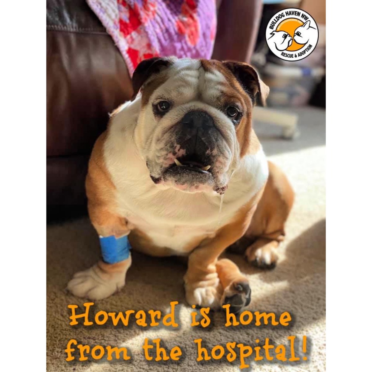 BulldogHavenNW's tweet photo. #Handsome #Howard got to go home yesterday after the surgeries he received on Tuesday: Palate resection and entropion eyes. . 

We can only do it with your help.  Please #considerdonating at https://t.co/gIVYMUULhQ, #Facebook, or Instagram. 

Thank you!
#bulldoghavennw #nonprofit https://t.co/SRA437dNUr
