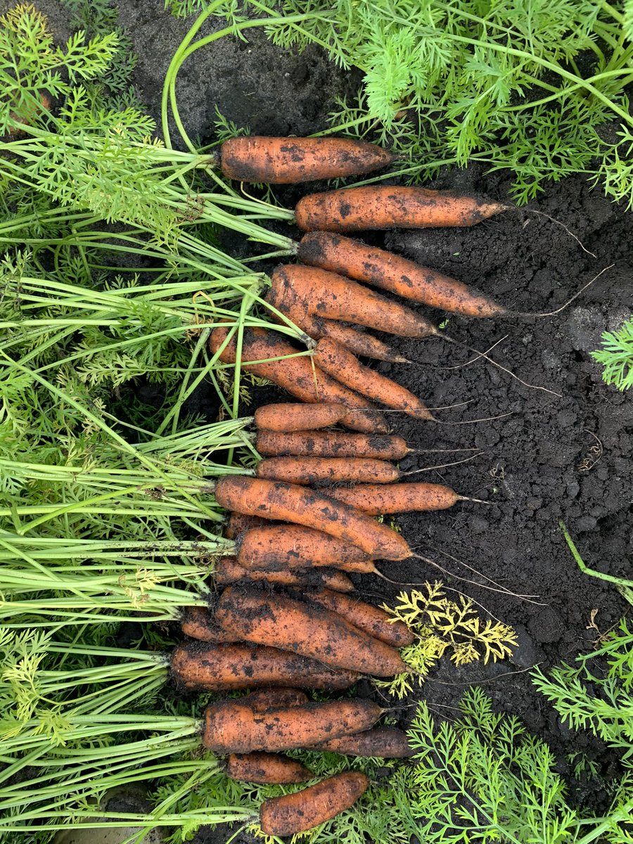 Agronomysilvers's tweet photo. Checking on carrots 🥕 today ready for @UPL_UK Fazor application @AgriiUK #cropwalking #testdigs #lovelysample #carrots https://t.co/eST4eHvRU9
