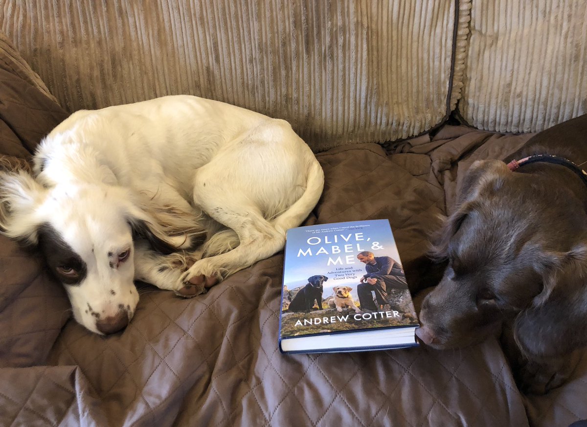 SarahCrunning's tweet photo. They aren’t sure how to feel about me reading about other dogs @MrAndrewCotter @bwpublishing #OliveMabelAndMe #verygooddogs https://t.co/R9OKg0AQtm