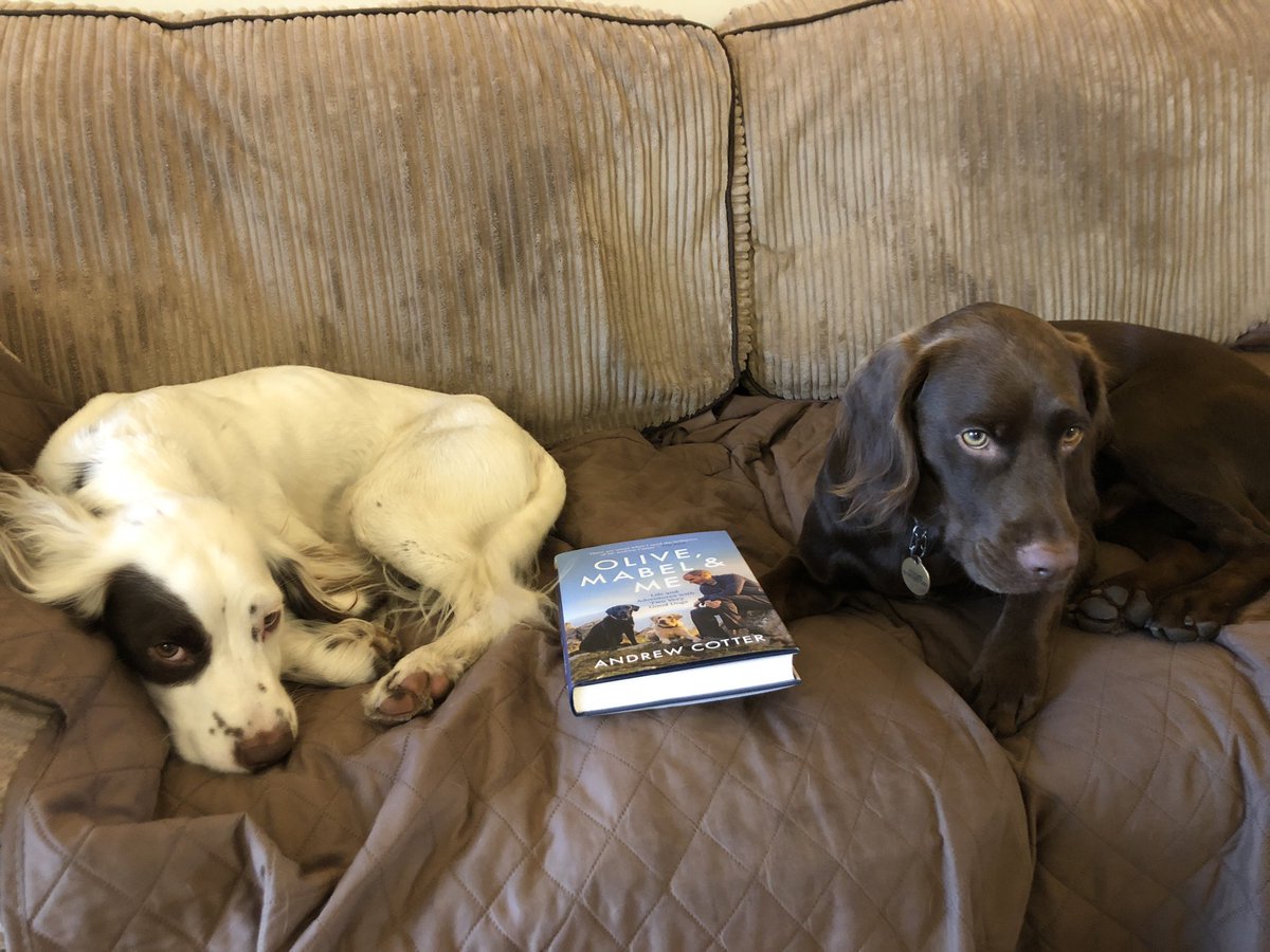 SarahCrunning's tweet photo. They aren’t sure how to feel about me reading about other dogs @MrAndrewCotter @bwpublishing #OliveMabelAndMe #verygooddogs https://t.co/R9OKg0AQtm