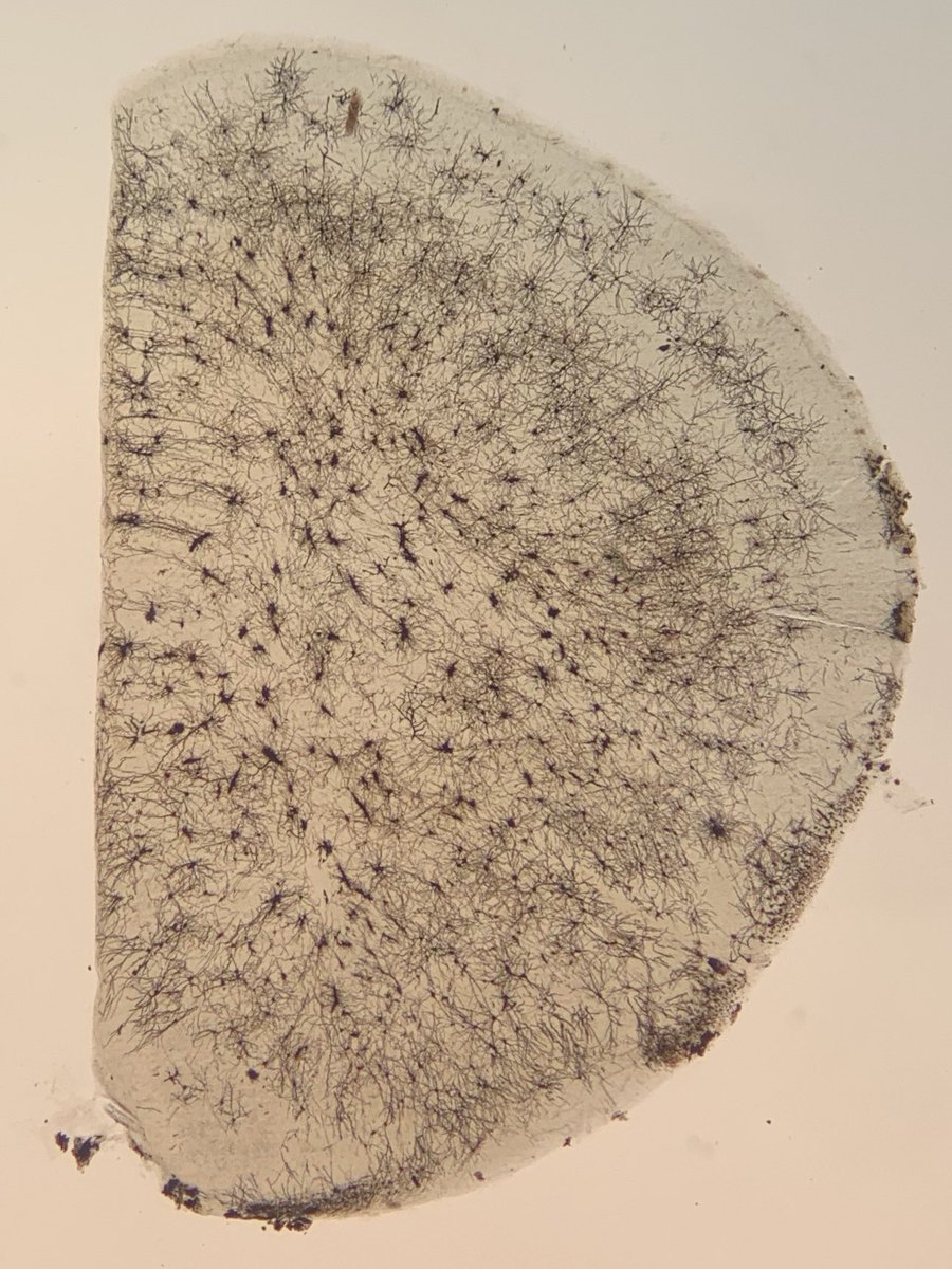 Jenna Levy tweet media