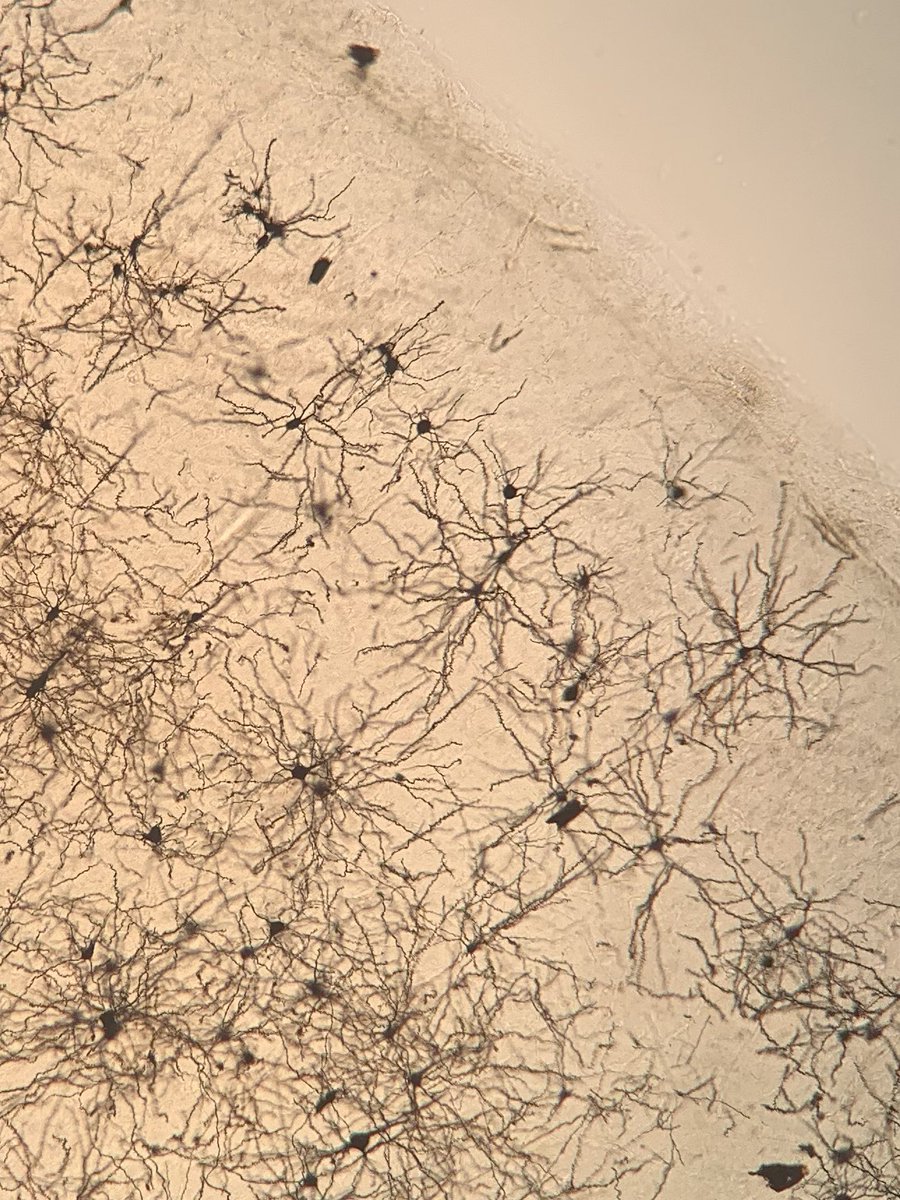 Jenna Levy tweet media