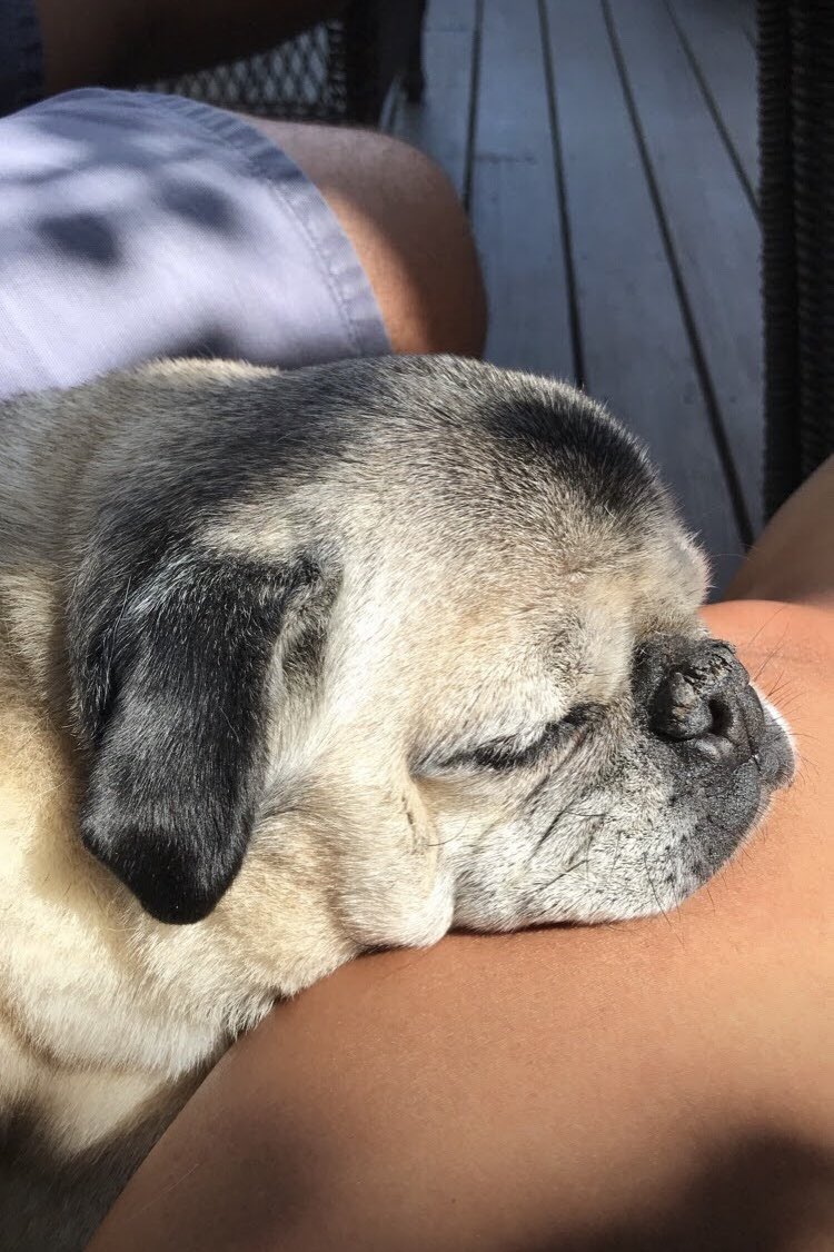 reneepags's tweet photo. #NationalPugDay ...couldn't pick just one
#Stroodle #15yrs #myboy #pug #puglife 🐾 https://t.co/VYtDdRr6vI