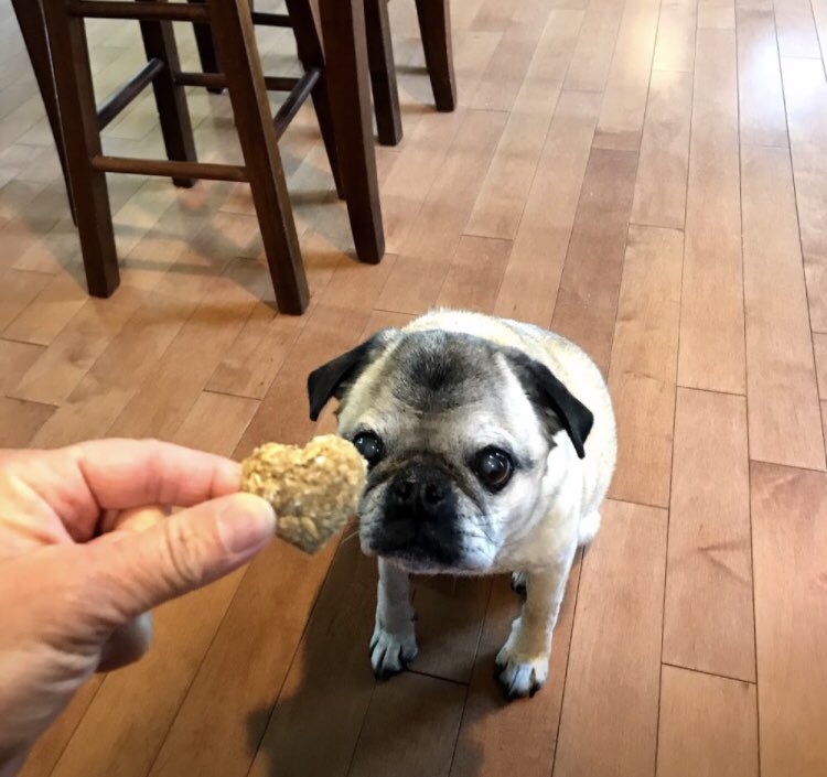 reneepags's tweet photo. #NationalPugDay ...couldn't pick just one
#Stroodle #15yrs #myboy #pug #puglife 🐾 https://t.co/VYtDdRr6vI