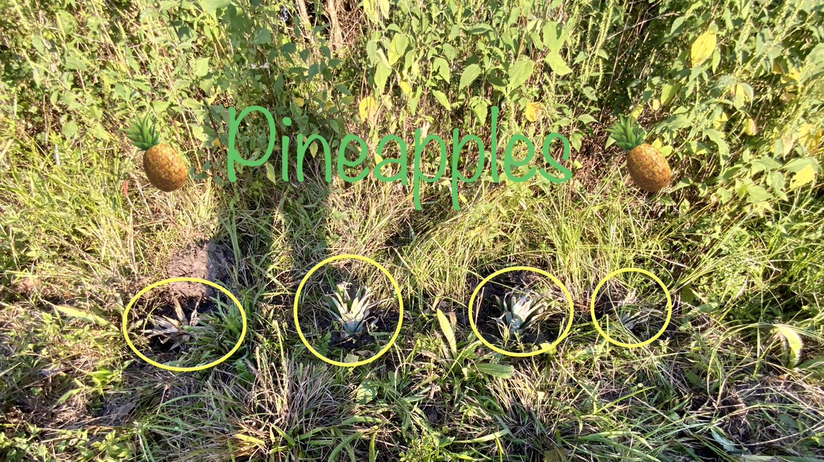 SharpSwiftSold's tweet image. Did this before #Delta! Have you ever planted pineapples before?? Did it work???? Let me know please!

#Pineapples #PlantingPineapples #WillthisWork #MoreThanRealEstate #IGardenToo #Gardeners #GreenThumb #SharpSwiftSold