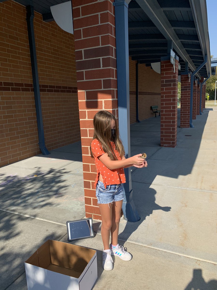 Roesland Elementary (@roepanther) on Twitter photo Check out these 3rd grade chicks! 🐥 🐣 What a great learning opportunity for our Panthers. #ROPantherPride #SMSDstrong <a href="/MrsKlein3Grade/">Mrs. Klein</a> Check out these 3rd grade chicks! 🐥 🐣 What a great learning opportunity for our Panthers. #ROPantherPride #SMSDstrong <a href="/MrsKlein3Grade/">Mrs. Klein</a>