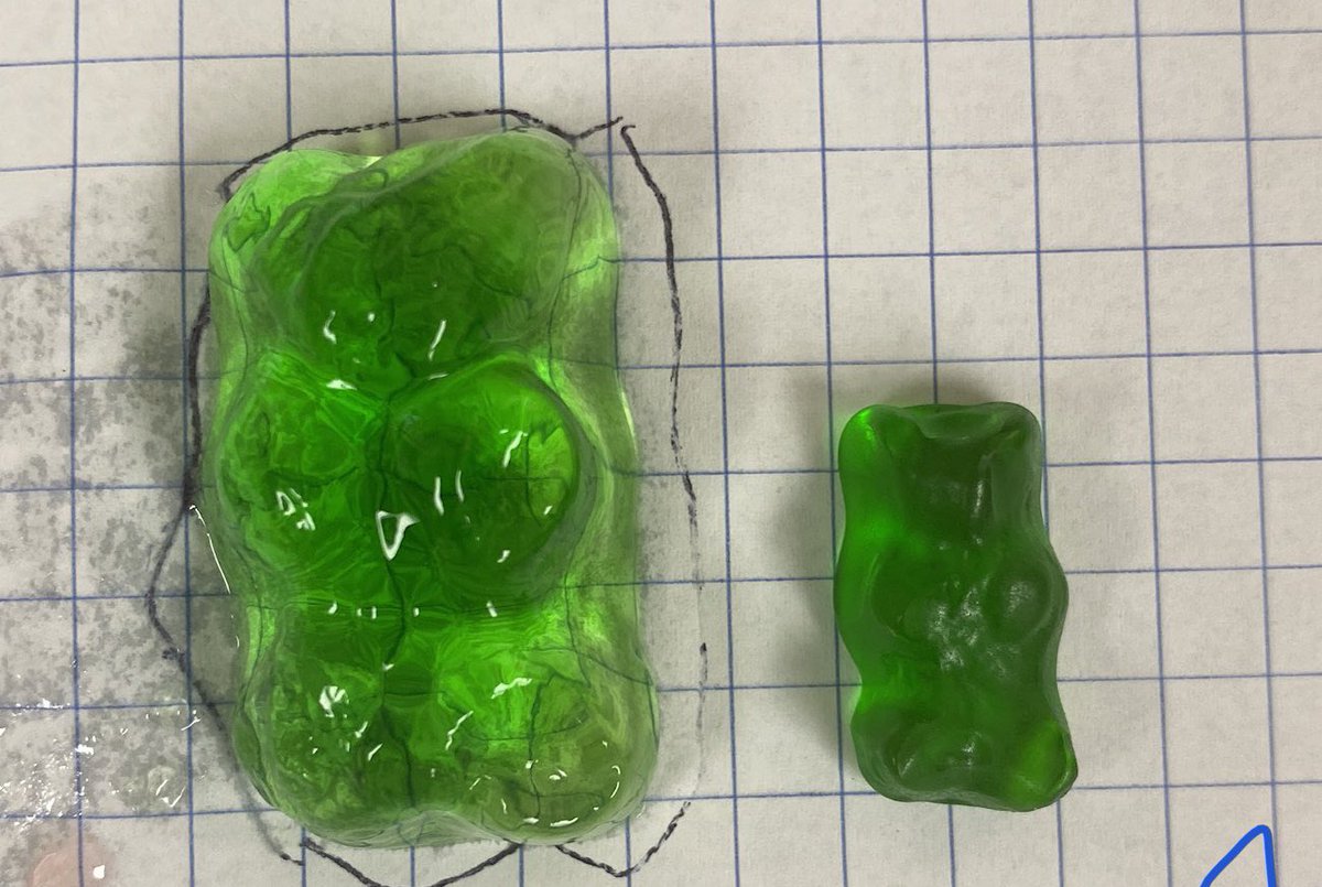 CrazySciTeach's tweet image. Sent home gummy bears for an Osmosis Lab, minds blown by the increase in size after 24 hours #scienceathome #cvtechtalk