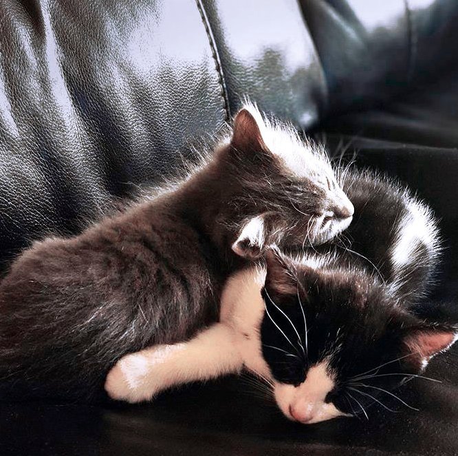 MyCatToldMe's tweet photo. Bootsy &amp; Skunkboy are fur-family forever &amp; live to pose, except when they’re napping.
Thanks @bootsyandskunkboy

My Cat Told Me: The Magical Journeys of BrambleBerry Rose

#cat #catlife #kittens #blackandwhite #tuxedofeatures #tuxedocat #tuxedocatsofinstagram #catswithbowties https://t.co/IVe1EbSBDr