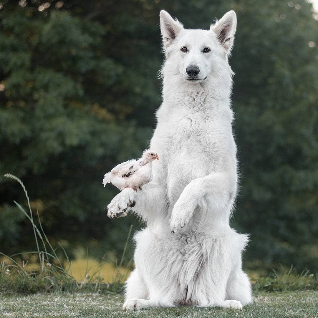 HuskyFansGang's tweet photo. A husky expresses his feelings through his naughtiness. What is your opinion about this?

#husky #huskypuppy #dogsarefamily #huskylife #dogsoftwitter #dogs https://t.co/EmTPPdvOGk