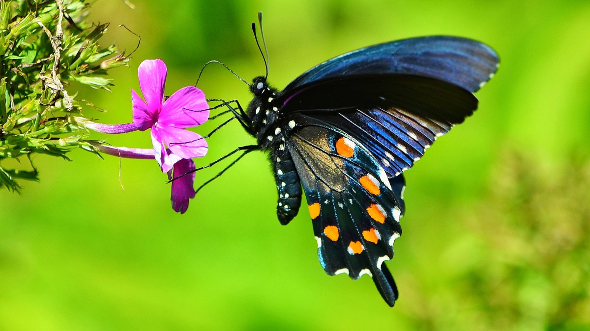 WRY999's tweet image. A pipevine #swallowtail #butterfly photo from recent trip to @Tulsazoo #Tulsa #Oklahoma #TwitterNatureCommunity