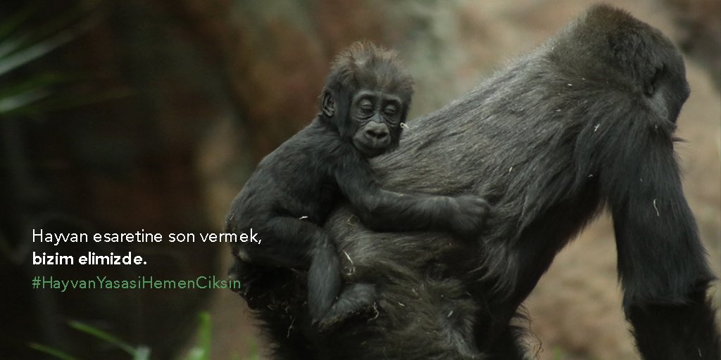 Hayvanat bahçeleri hayvan hapishaneleridir. İnsanların zevki için hapsedilen bütün hayvanlar özgür olana dek mücadele edeceğiz! #HayvanYasasiHemenCiksin