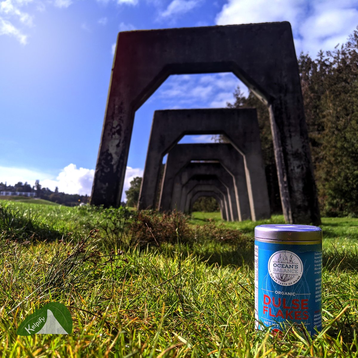 KelpifyMarket's tweet photo. Flakes for days! Enjoying the views at Gas Works Park, Seattle WA. Add Kombu, Wakame, or Dulse seaweed flakes to anything your body desires. Visit https://t.co/4IN5PTPQsE to learn more!
#kelpify #kelp #seaweed #seaweedproducts #Explore #nature #healthy #HealthyLiving #seattle https://t.co/o7WSqRhkdT
