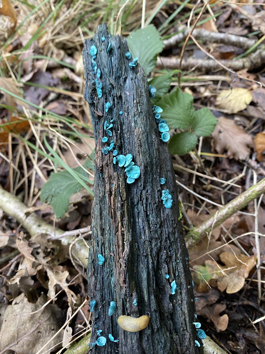 TrishGlenn's tweet photo. Green elfcup - Chlorociboria aeruginascens is really showing off now! Beautiful bright jewels on the woodland floor. @NatureUK https://t.co/DMYNpfWX07